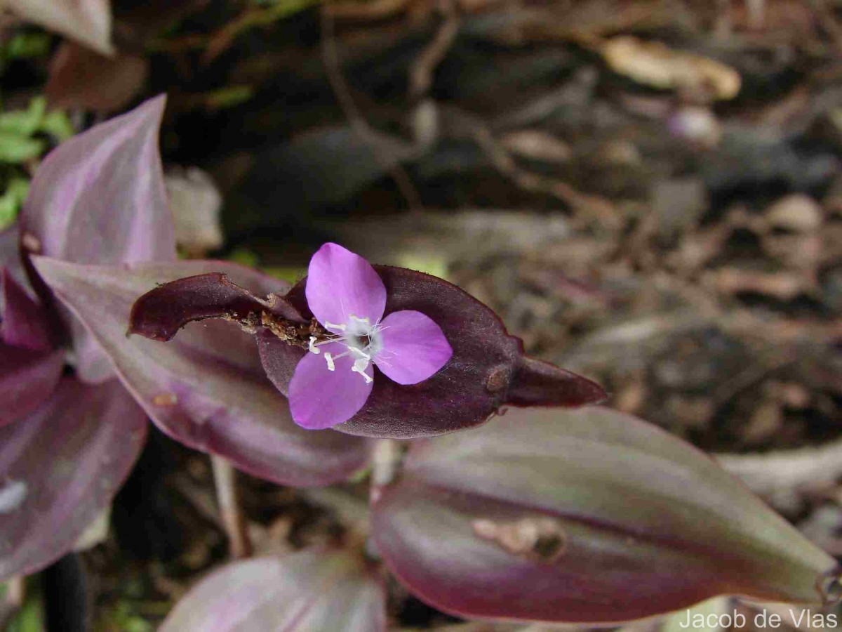 Tradescantia zebrina Bosse